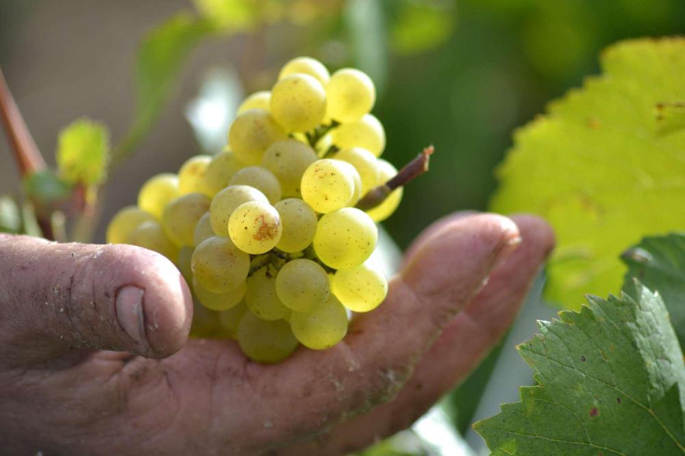domaine vincent et sophie morey 02