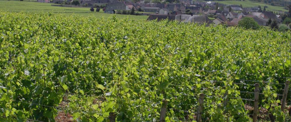 presentation du domaine morey 03